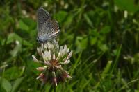 Polyommatus icarus