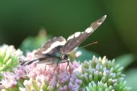 Limenitis camilla