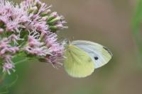 Pieris napi