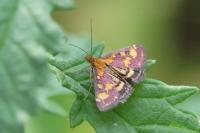 Pyrausta purpuralis