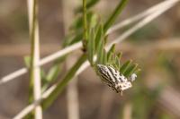 Emmelia trabealis