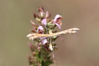 Oxyptilus