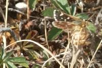 Spialia sertorius