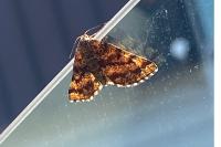 Ematurga atomaria