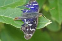 Apatura ilia