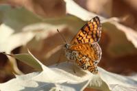 Melitaea cinxia