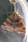 Euclidia glyphica