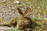 Apatura ilia