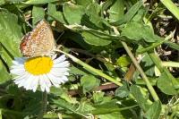 Aricia agestis