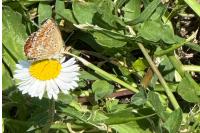 Aricia agestis