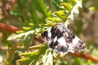 Tyta luctuosa