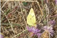 Colias