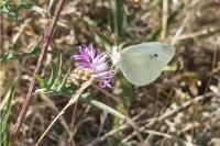 Pieris rapae