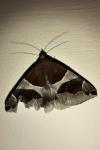 Dysgonia algira