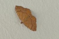 Camptogramma bilineata