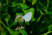 Celastrina argiolus