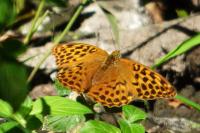 Argynnis paphia