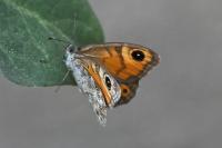 Lasiommata maera