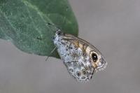 Lasiommata maera