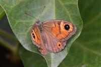 Lasiommata maera