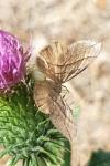 Scotopteryx luridata