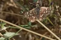 Spialia sertorius