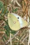 Colias