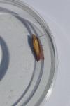 Oncocera semirubella