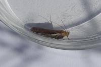 Oncocera semirubella