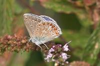 Polyommatus icarus