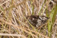Brintesia circe