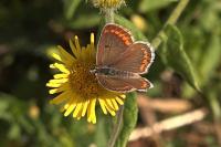 Aricia agestis