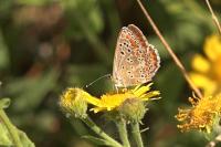 Aricia agestis