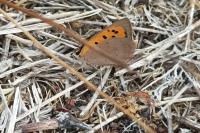 Lycaena phlaeas