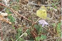 Colias hyale