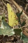 Colias