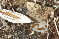 Carcharodus alceae