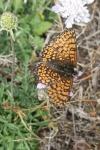 Melitaea cinxia