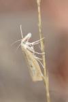 Agriphila inquinatella