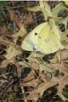 Colias