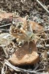 Spialia sertorius