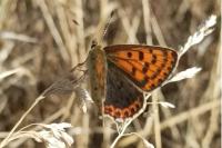 Lycaena tityrus