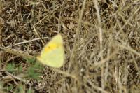 Colias crocea