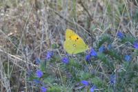 Colias crocea