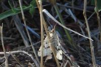 Aspitates ochrearia