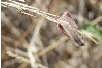Eublemma purpurina