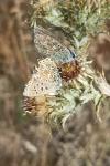 Lysandra bellargus
