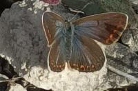 Polyommatus icarus