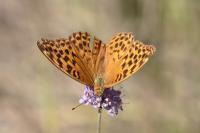 Argynnis paphia