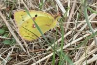 Colias